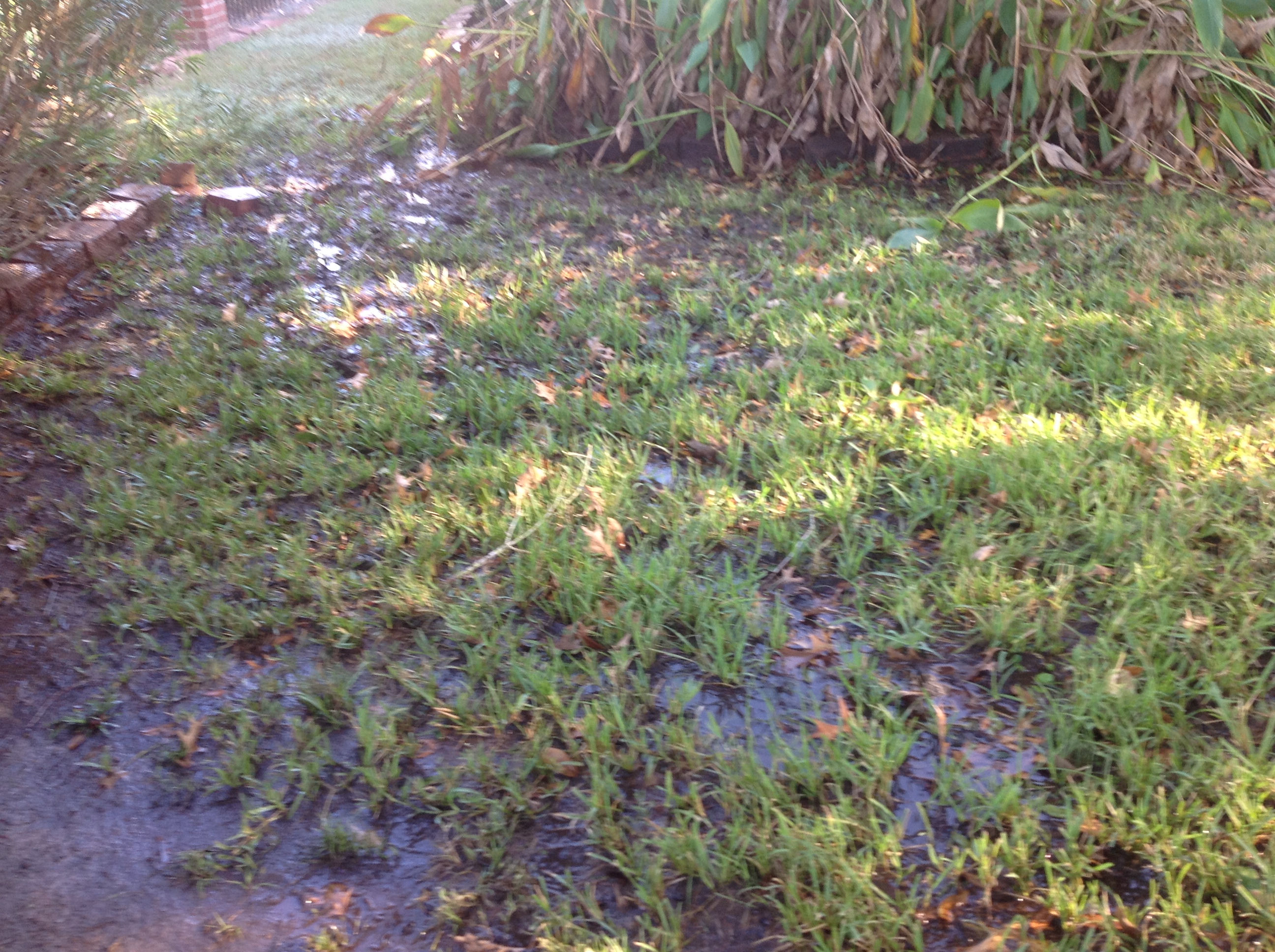 Lawn damaged due to drainage issues